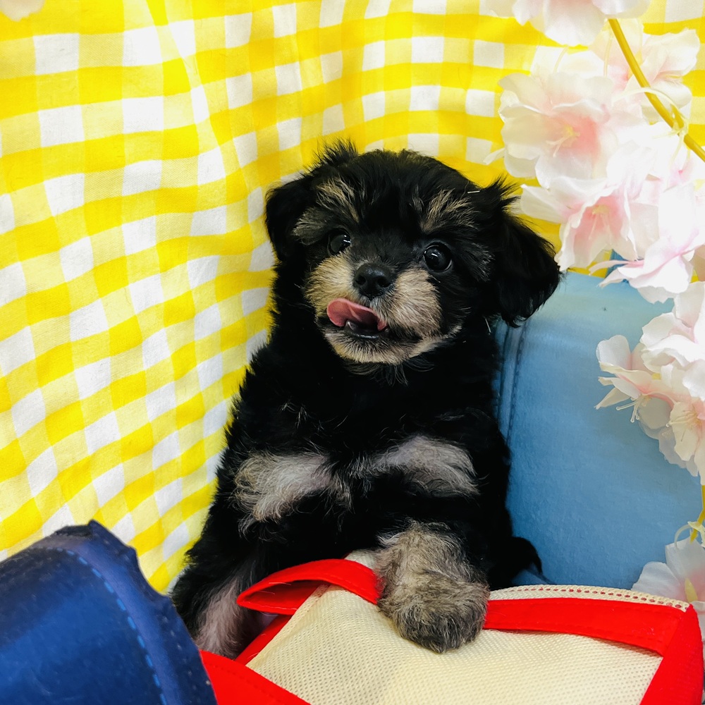 愛知県のチワプー/プーチー(チワワ×プードル) (犬の家＆猫の里名古屋天白店/2026年2月18日生まれ/女の子/ブラックタン)の子犬の1枚目の画像