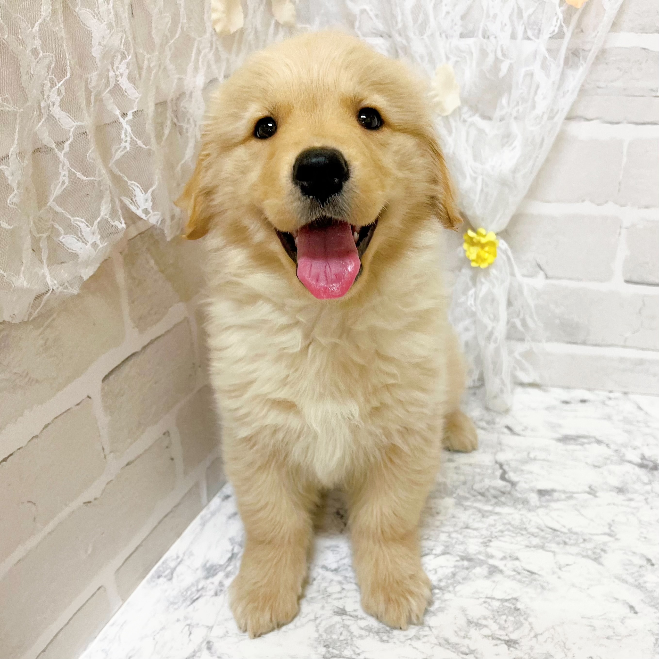 京都府のゴールデンレトリバー (犬の家＆猫の里京都精華店/2026年2月17日生まれ/女の子/ゴールデン)の子犬の1枚目の画像