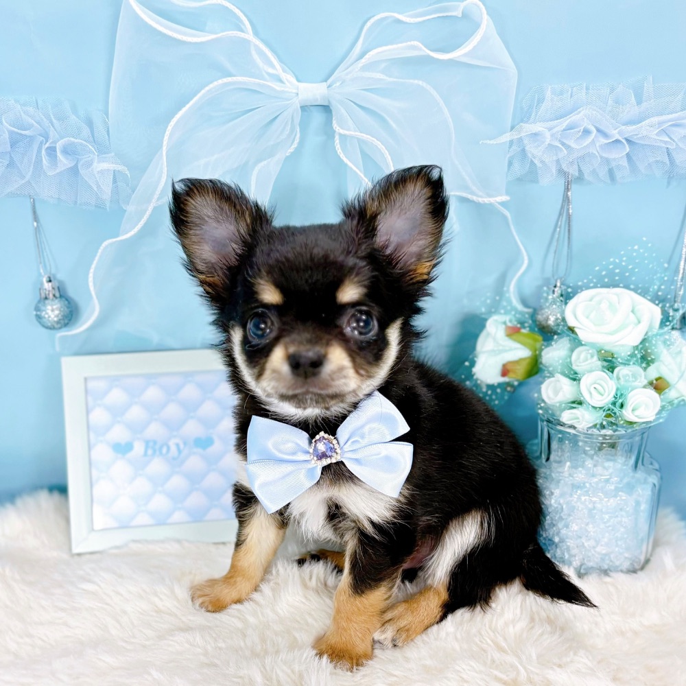 福井県のチワワ(ロング) (犬の家＆猫の里アミーゴ福井大和田店/2026年2月17日生まれ/男の子/ブラックタンホワイト)の子犬の1枚目の画像