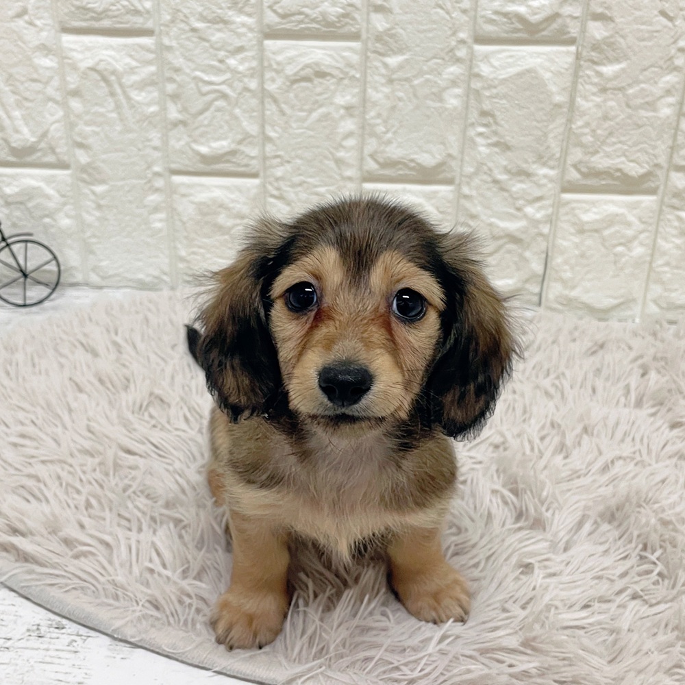 ミニチュアダックス女の子の写真