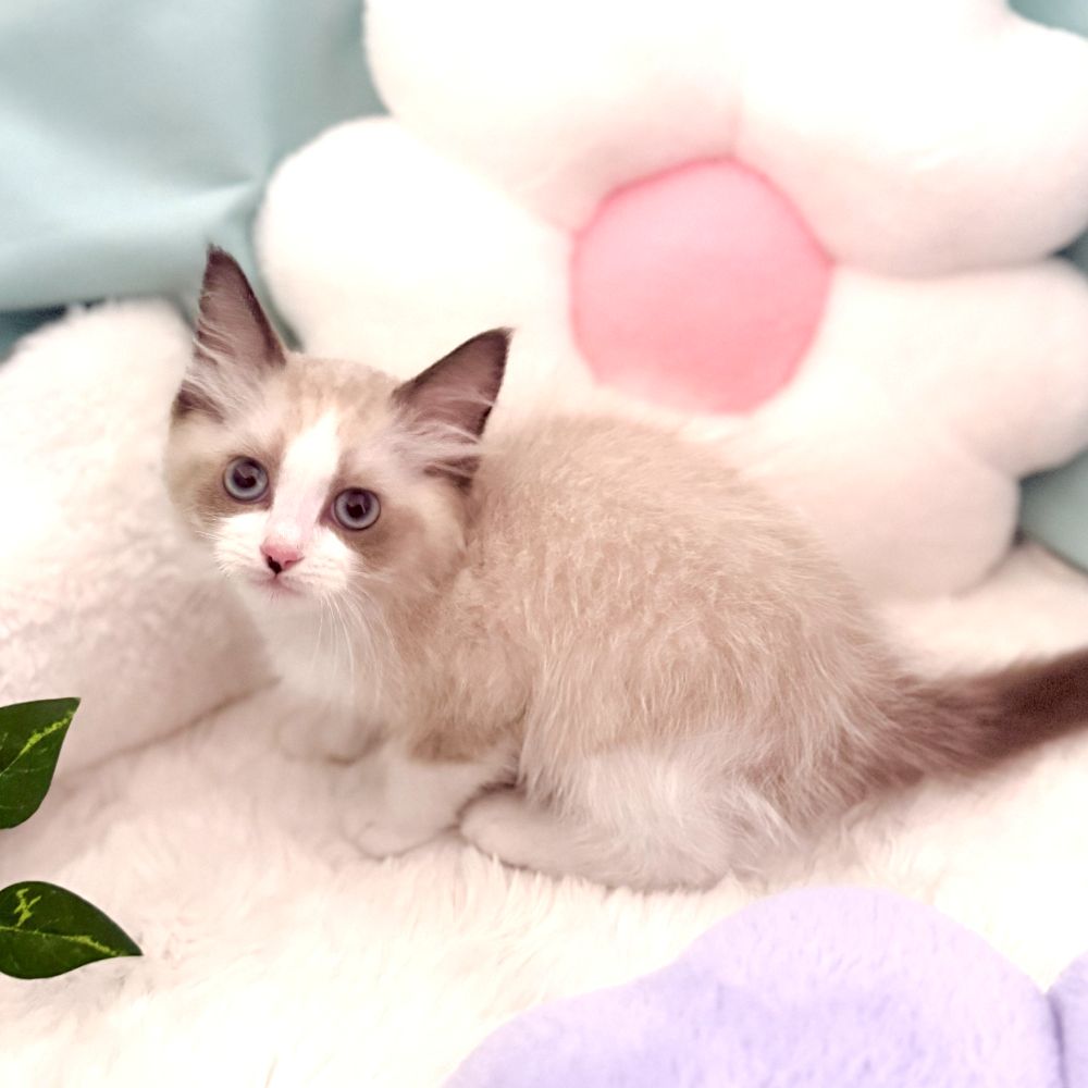 生体画像５