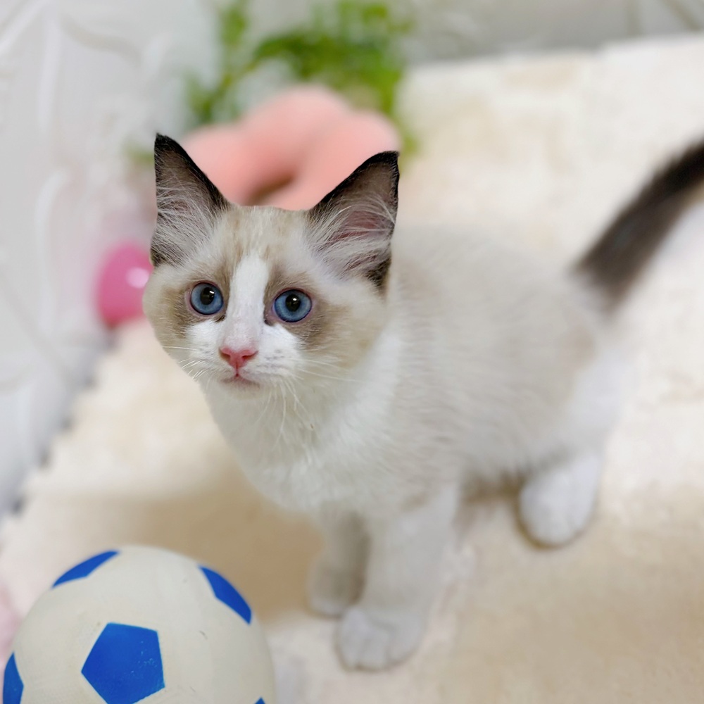 愛知県のラグドール (犬の家＆猫の里岡崎店/2026年2月18日生まれ/男の子/シールポイントバイカラー)の子猫の1枚目の画像