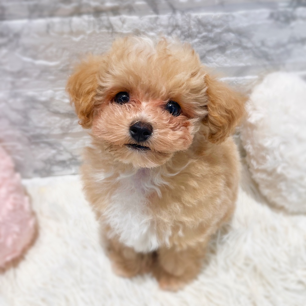 愛知県のマルプー(マルチーズ×プードル) (犬の家＆猫の里MiO香久山店/2026年2月19日生まれ/男の子/クリームホワイト)の子犬の1枚目の画像