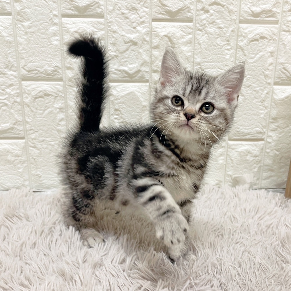 岡山県のアメリカンショートヘアー (犬の家＆猫の里岡山店/2026年2月18日生まれ/女の子/シルバータビー)の子猫の1枚目の画像