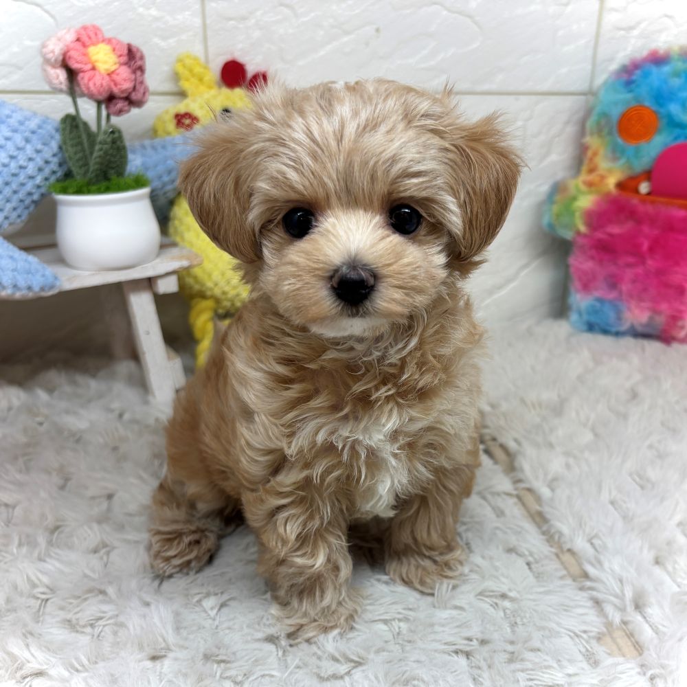 ハーフ犬の写真