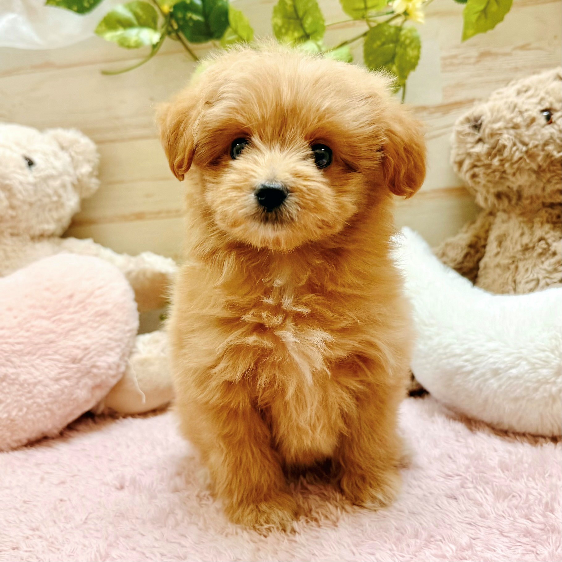 兵庫県のポメプー(ポメラニアン×プードル) (犬の家＆猫の里神戸店/2026年2月20日生まれ/女の子/クリーム)の子犬の1枚目の画像