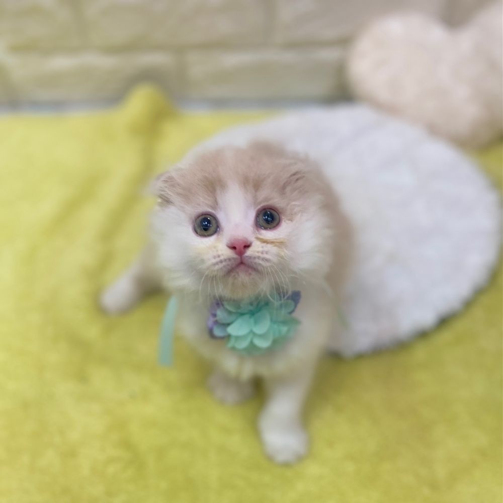 生体画像５