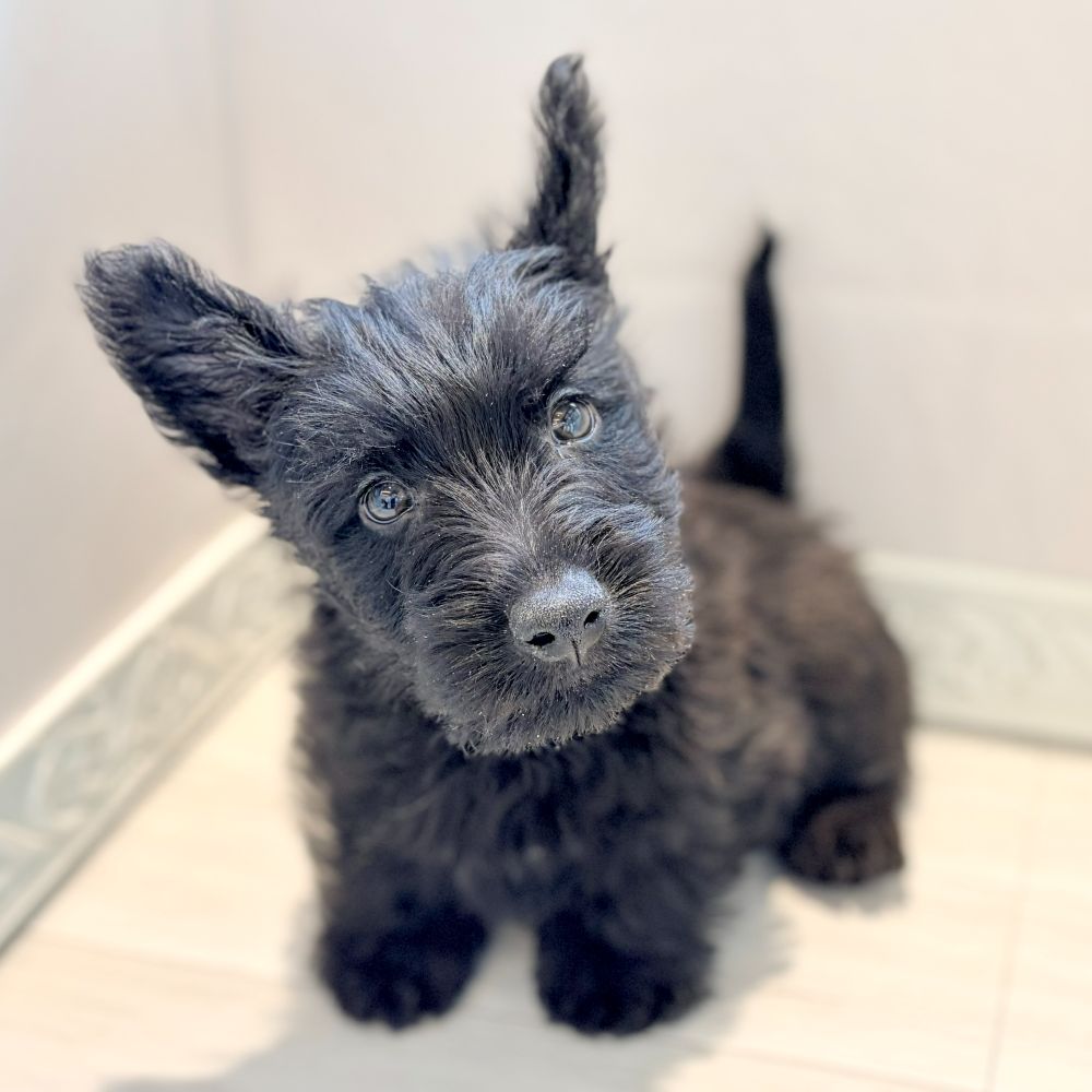スコティッシュ・テリア男の子の写真