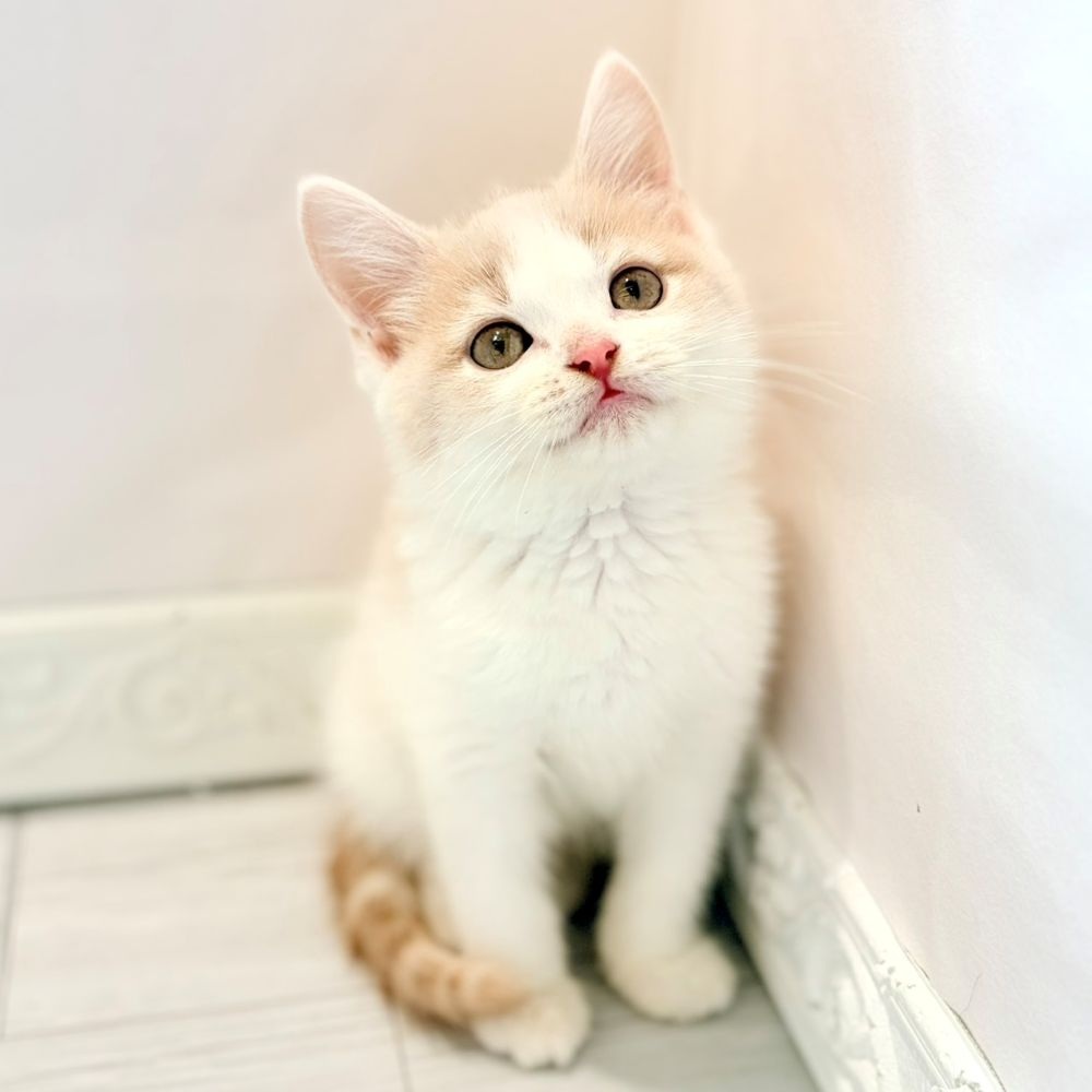 愛知県のスコティッシュストレート (犬の家＆猫の里春日井本店/2026年2月12日生まれ/男の子/クリームホワイト)の子猫の1枚目の画像