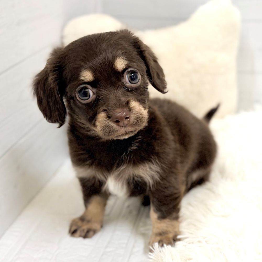 ハーフ犬女の子の写真