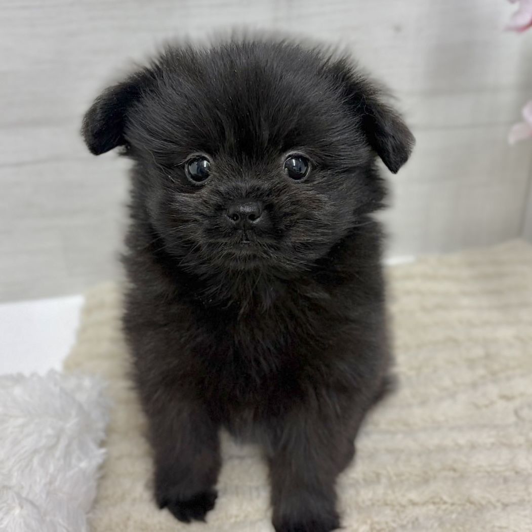 神奈川県のペキポメ/ポメペキ(ペキニーズ×ポメラニアン) (犬の家＆猫の里相模原店/2026年2月21日生まれ/女の子/ブラック)の子犬の1枚目の画像