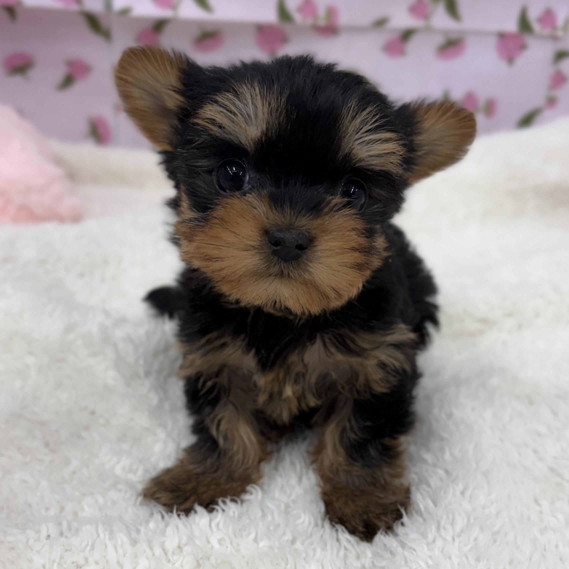 愛知県のヨークシャーテリア (犬の家＆猫の里エアポートウォーク店/2026年2月23日生まれ/女の子/スチールブルータン)の子犬の1枚目の画像