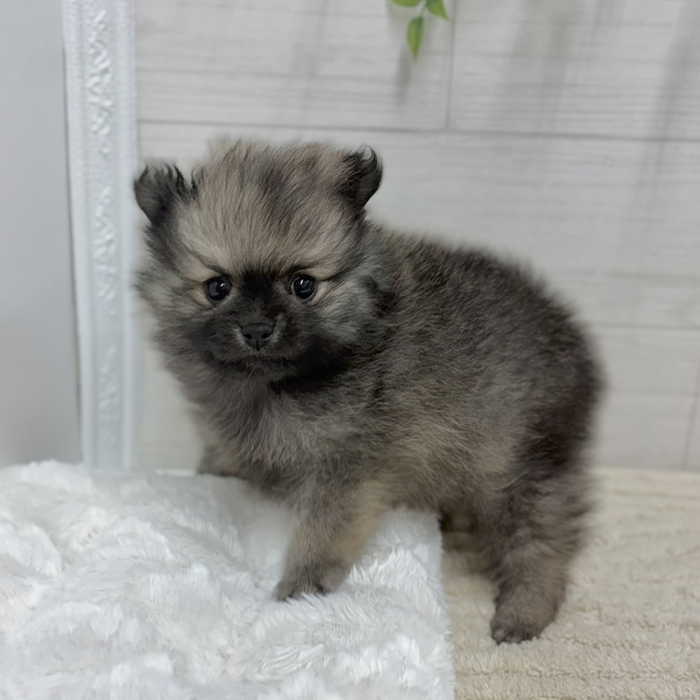 神奈川県のポメラニアン (犬の家＆猫の里相模原店/2026年2月22日生まれ/男の子/オレンジ)の子犬の1枚目の画像