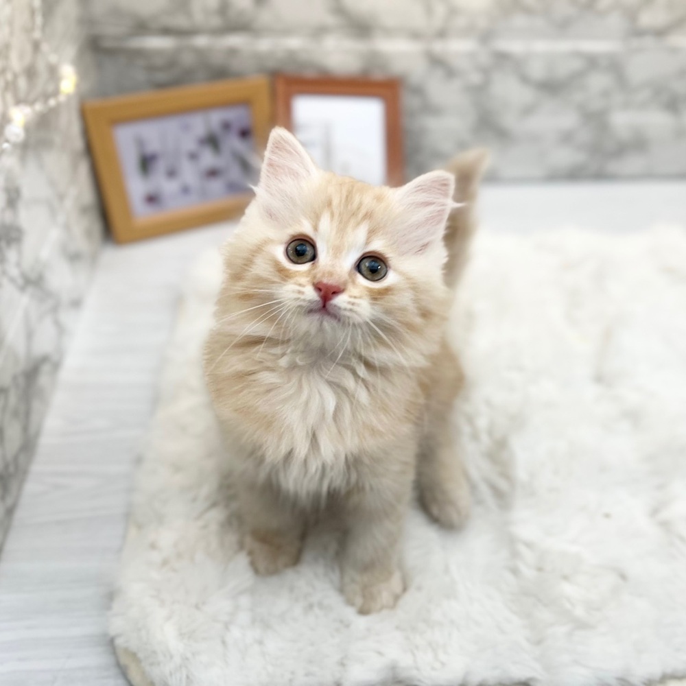 静岡県のサイベリアン (犬の家＆猫の里MEGAドン・キホーテ袋井店/2026年2月22日生まれ/男の子/クリームタビー)の子猫の1枚目の画像