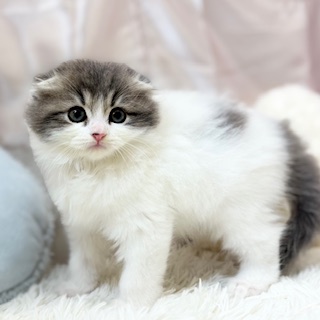 兵庫県のスコティッシュフォールド (犬の家＆猫の里カナート西神戸店/2026年3月1日生まれ/男の子/ブルータビーホワイトバン)の子猫