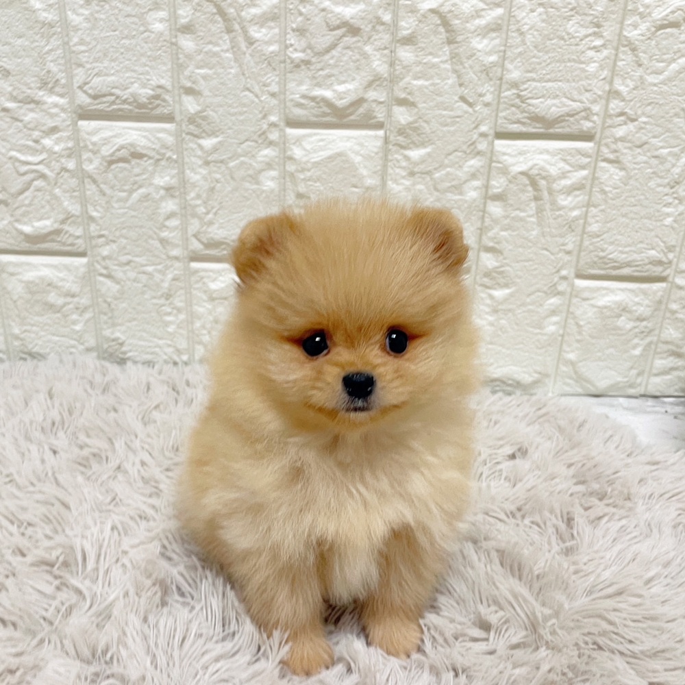 ポメラニアン男の子の写真