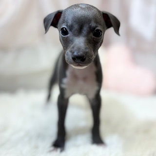 兵庫県のイタリアングレーハウンド (犬の家＆猫の里カナート西神戸店/2026年2月28日生まれ/女の子/ブルーホワイトマーキングス)の子犬