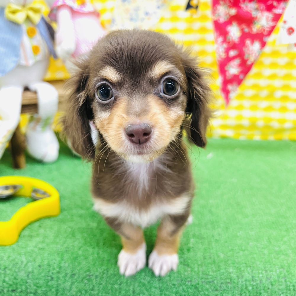 愛知県のチワックス(チワワ×ダックス) (犬の家＆猫の里名古屋天白店/2026年3月1日生まれ/女の子/チョコレートタン)の子犬の1枚目の画像