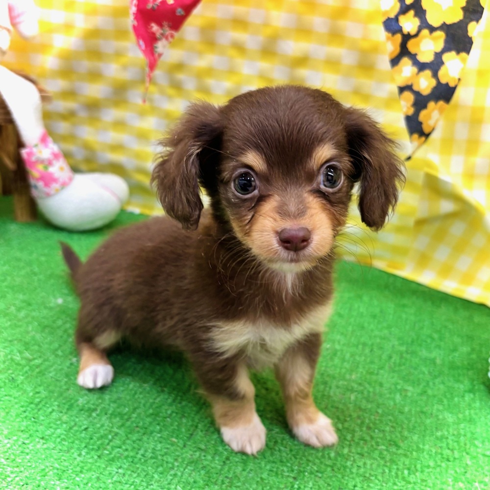愛知県のチワックス(チワワ×ダックス) (犬の家＆猫の里名古屋天白店/2026年3月1日生まれ/女の子/チョコレートタン)の子犬の1枚目の画像