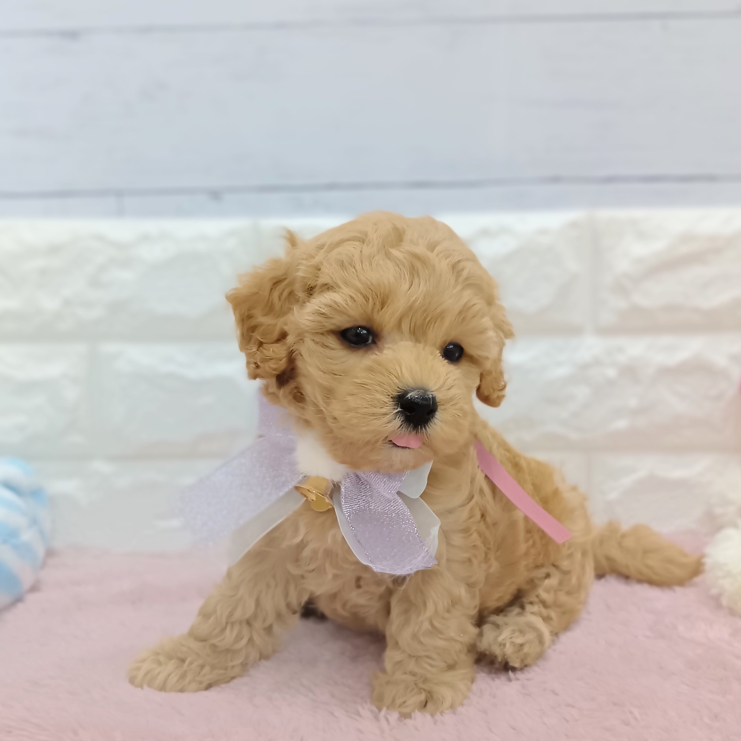 ハーフ犬女の子の写真
