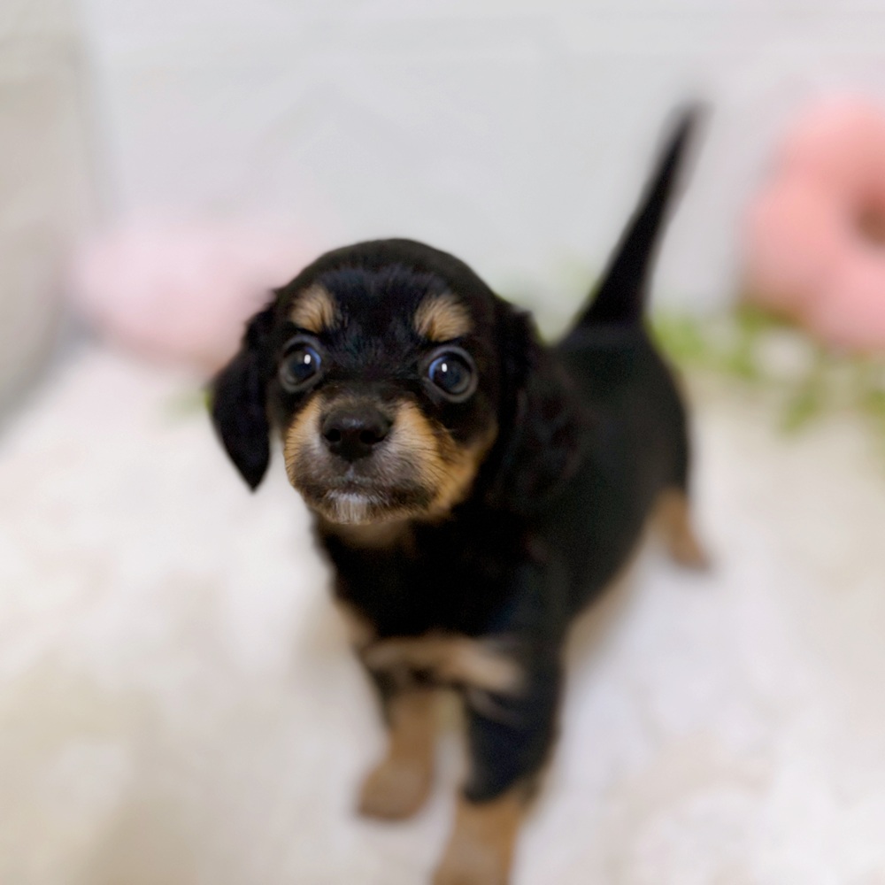 愛知県のチワックス(チワワ×ダックス) (犬の家＆猫の里岡崎店/2026年3月3日生まれ/女の子/ブラックタン)の子犬の1枚目の画像
