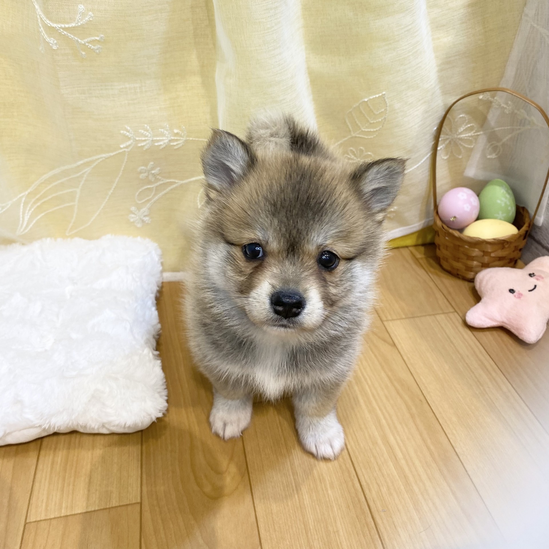 ハーフ犬女の子の写真