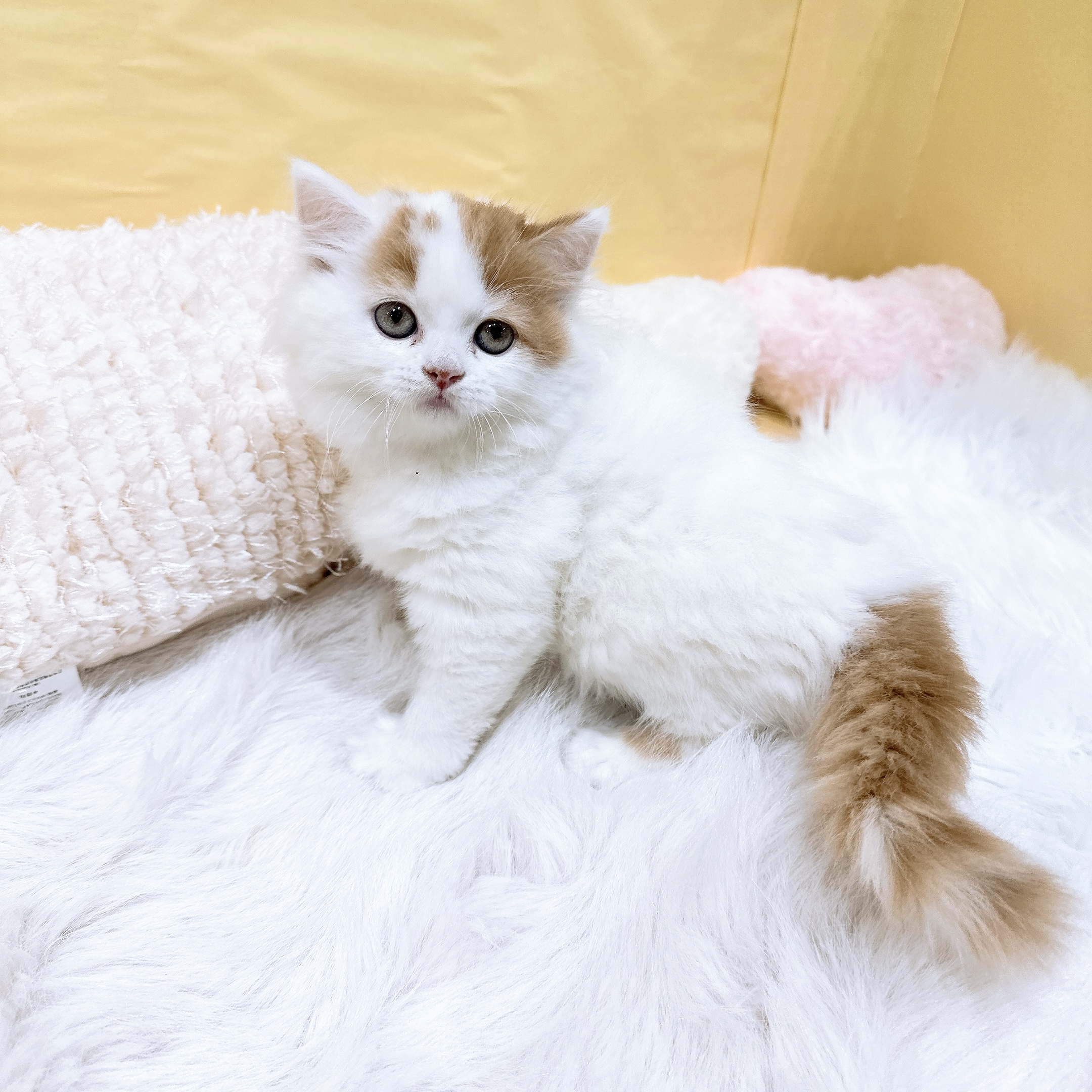 生体画像5