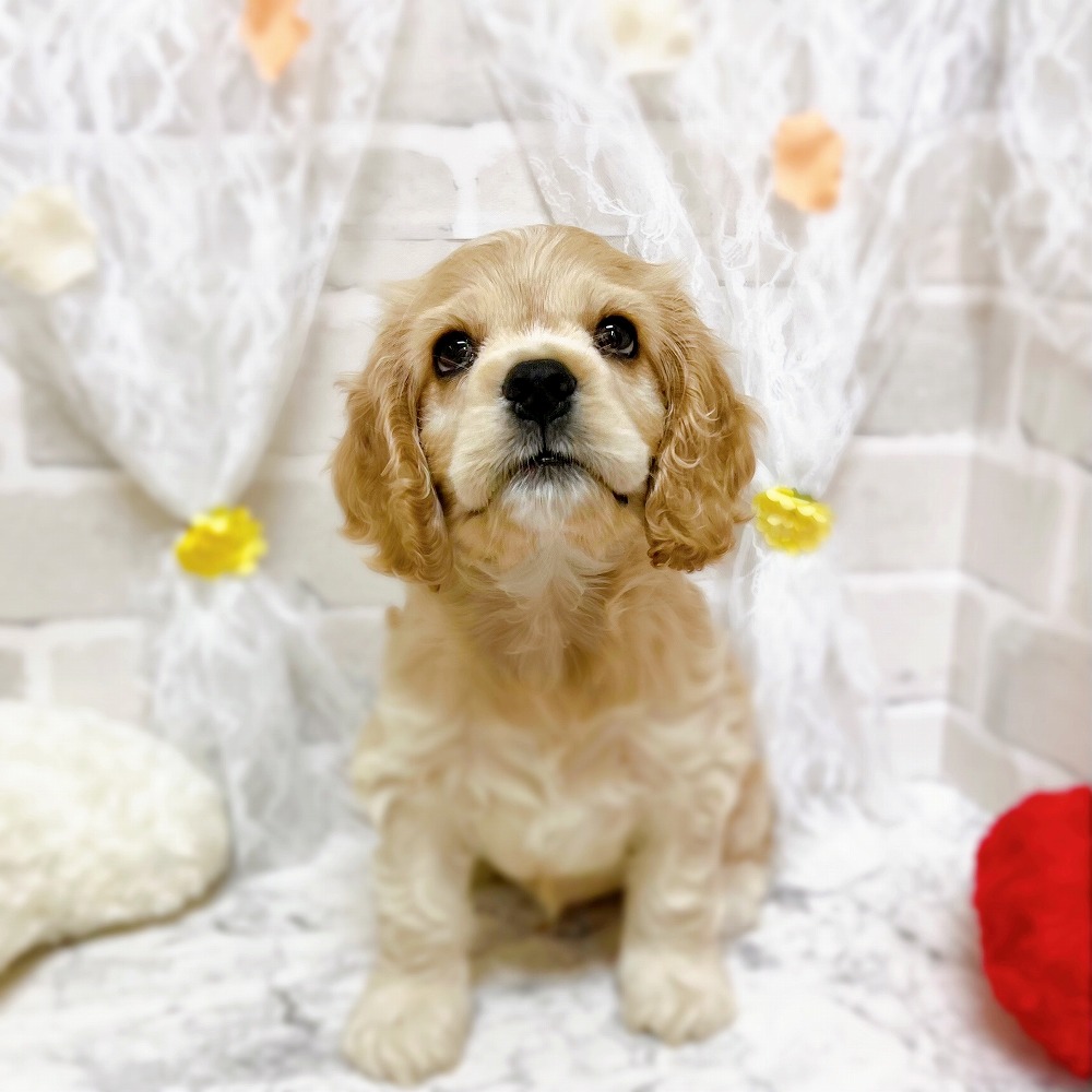 京都府のアメリカンコッカースパニエル (犬の家＆猫の里京都精華店/2026年3月5日生まれ/男の子/バフ)の子犬の1枚目の画像