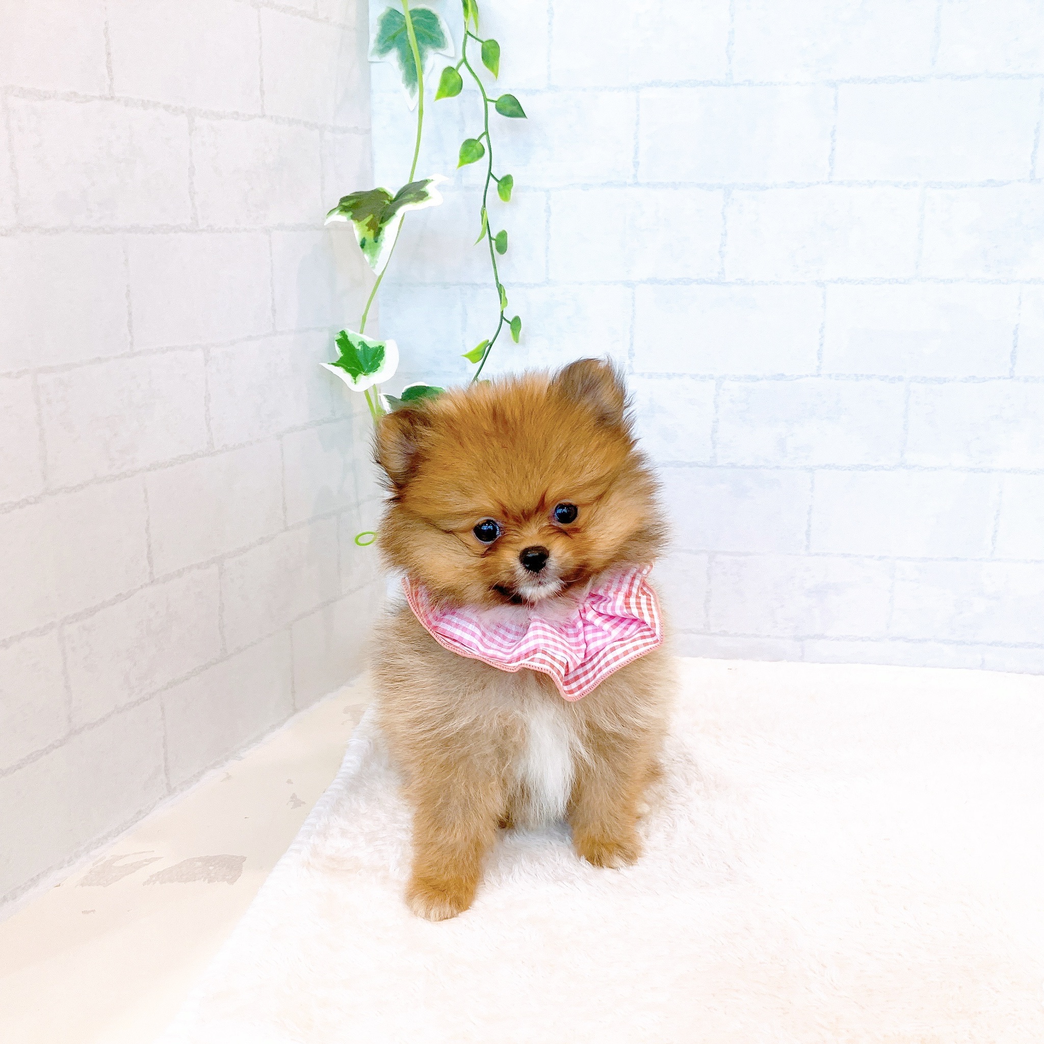 石川県のポメラニアン (犬の家＆猫の里金沢店/2026年3月3日生まれ/女の子/オレンジセーブル)の子犬の1枚目の画像