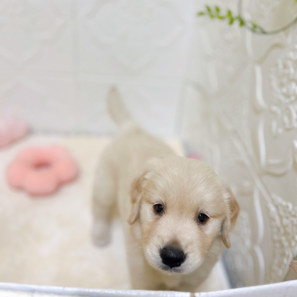 愛知県のゴールデンレトリバー (犬の家＆猫の里岡崎店/2026年3月6日生まれ/男の子/ゴールデン)の子犬の1枚目の画像