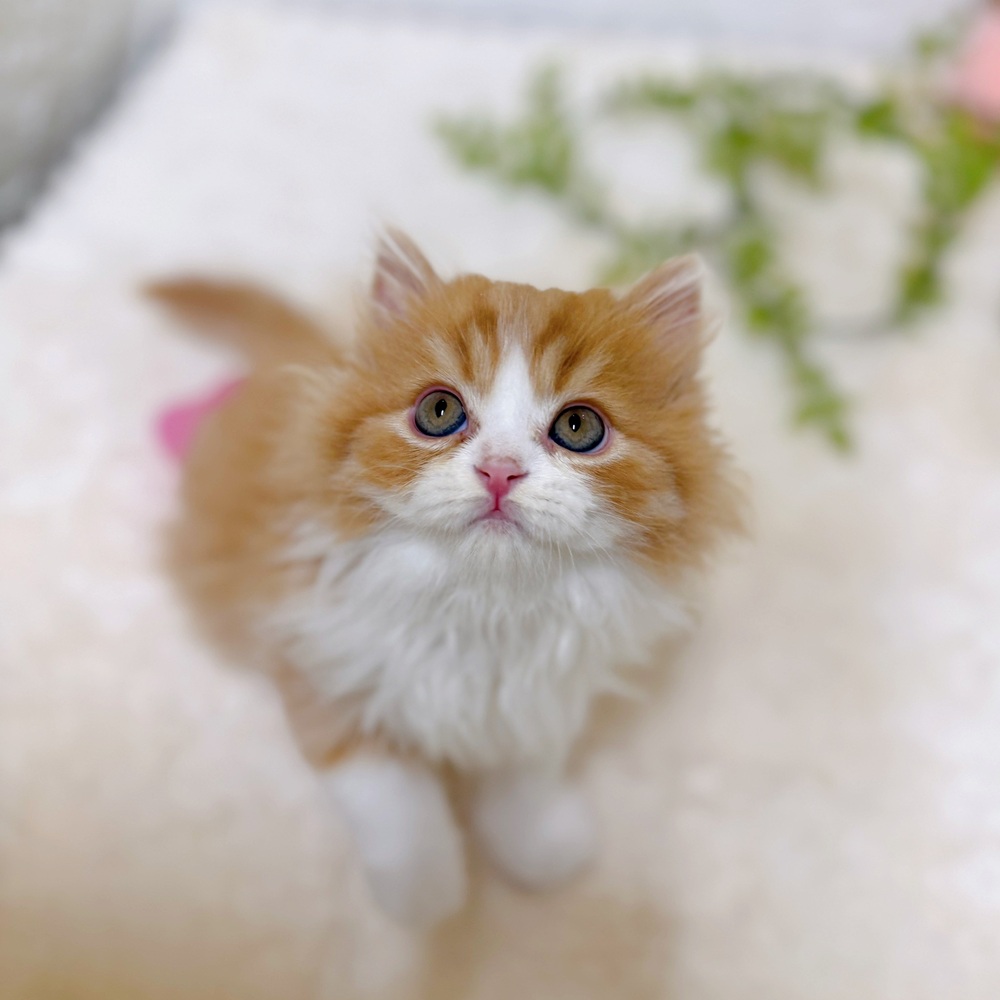 生体画像５