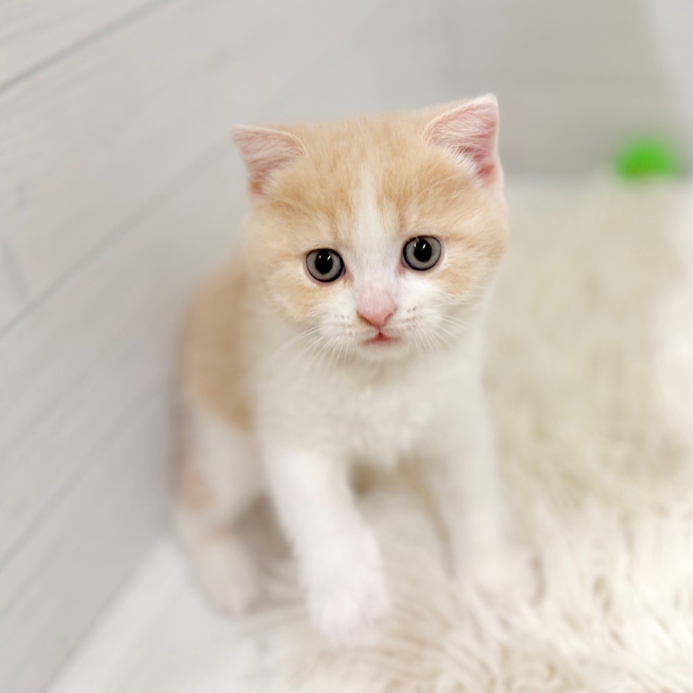 愛知県のスコティッシュフォールド (犬の家＆猫の里豊田店/2026年3月7日生まれ/男の子/クリームタビーホワイト)の子猫の1枚目の画像