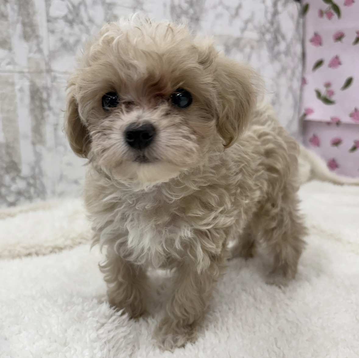 愛知県のマルプー(マルチーズ×プードル) (犬の家＆猫の里エアポートウォーク店/2026年3月5日生まれ/男の子/クリームホワイト)の子犬の1枚目の画像