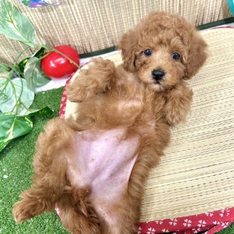 生体画像５
