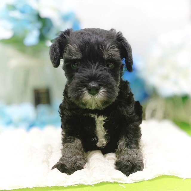 静岡県のミニチュアシュナウザー (犬の家＆猫の里藤枝店/2026年3月9日生まれ/男の子/ブラックシルバー)の子犬の1枚目の画像