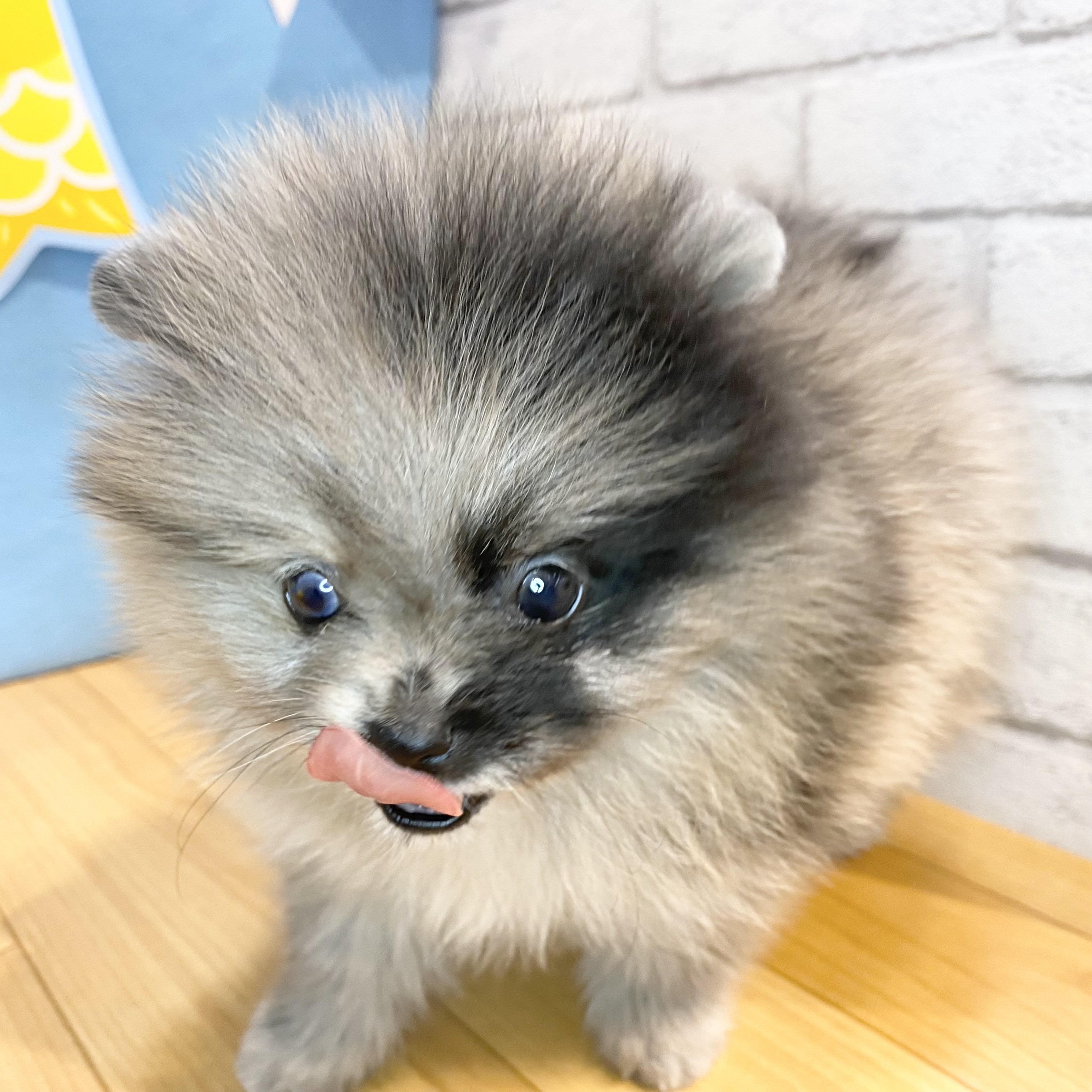 生体画像５