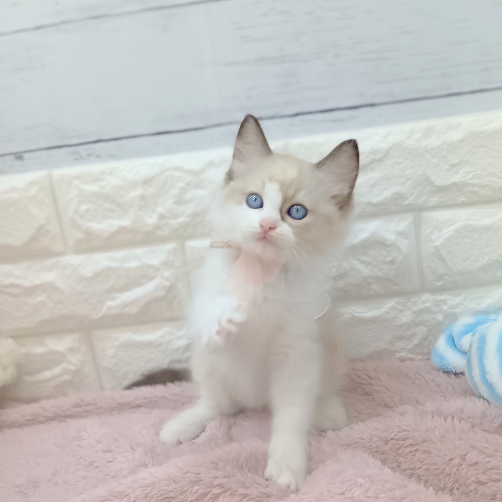 生体画像５