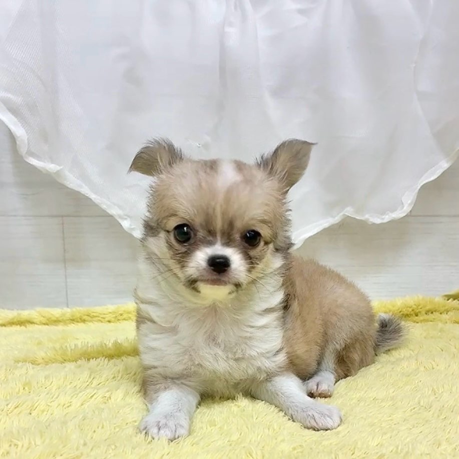 生体画像５