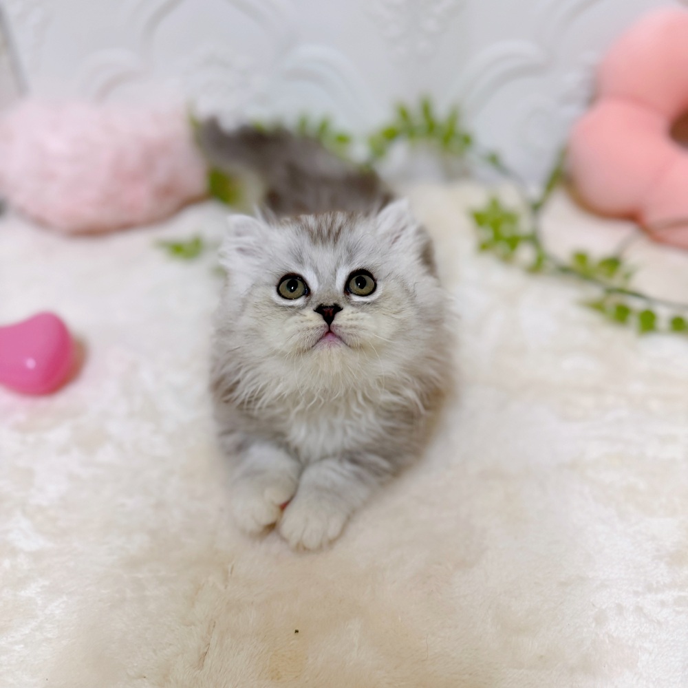 愛知県のミヌエット (犬の家＆猫の里岡崎店/2026年3月8日生まれ/男の子/シルバータビー)の子猫の1枚目の画像