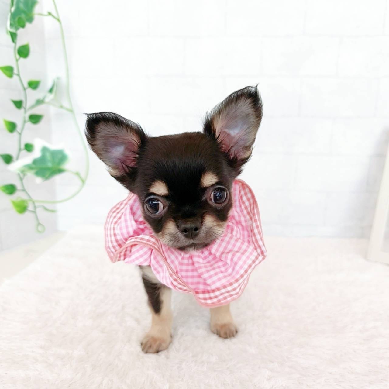 石川県のチワワ(ロング) (犬の家＆猫の里金沢店/2026年3月9日生まれ/女の子/ブラックタンホワイト)の子犬の1枚目の画像