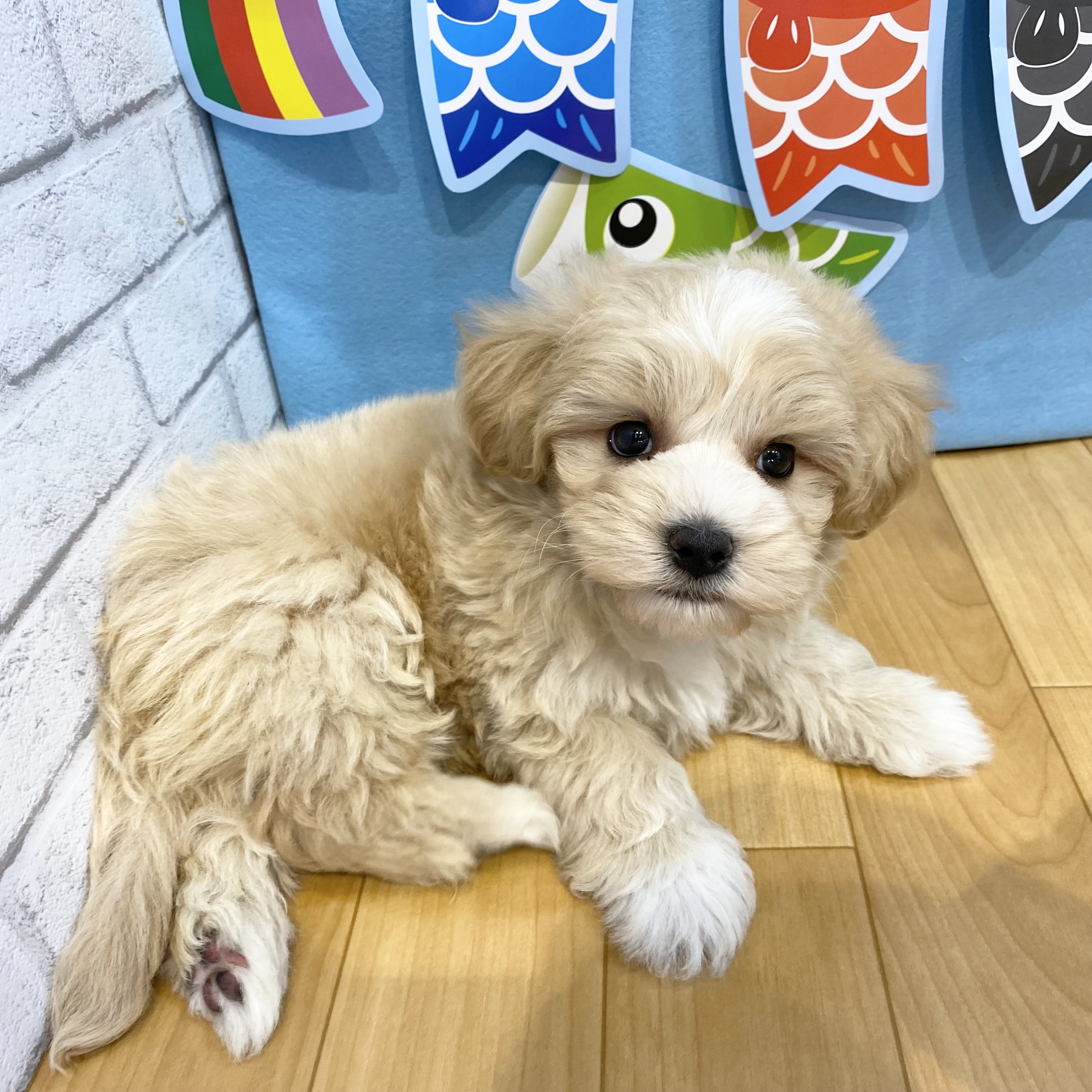 長野県のマルプー(マルチーズ×プードル) (犬の家＆猫の里カインズ梓川店/2026年3月8日生まれ/男の子/アプリコット)の子犬の1枚目の画像