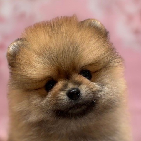 福岡県のポメラニアン (犬の家＆猫の里トリアス久山店/2026年3月9日生まれ/男の子/オレンジセーブル)の子犬の1枚目の画像