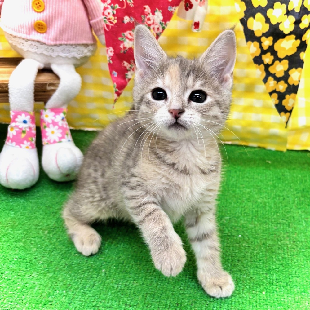 生体画像５