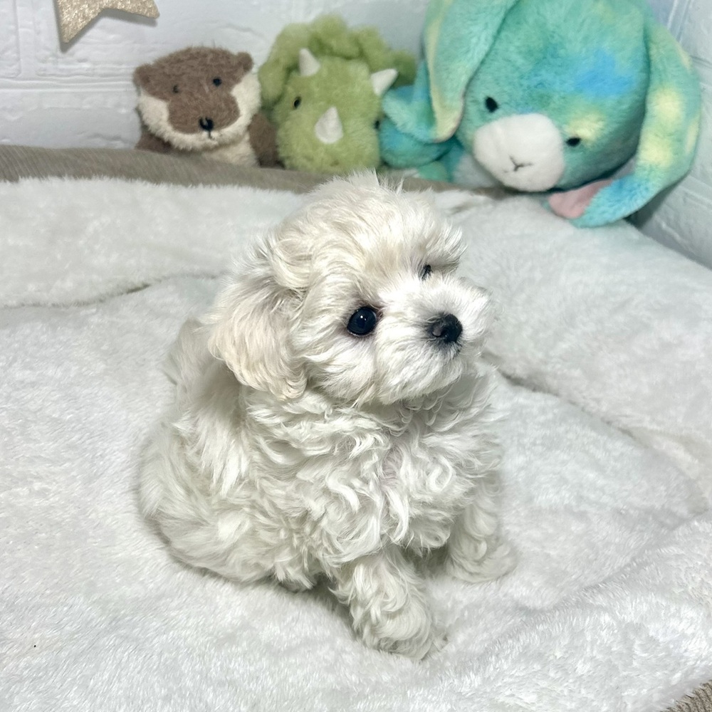 生体画像５