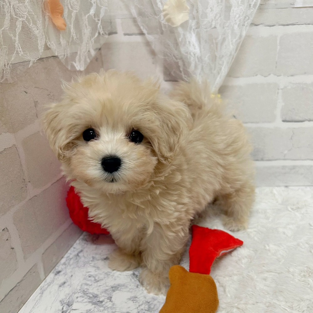 京都府のマルプー(マルチーズ×プードル) (犬の家＆猫の里京都精華店/2026年3月11日生まれ/女の子/クリーム)の子犬の1枚目の画像
