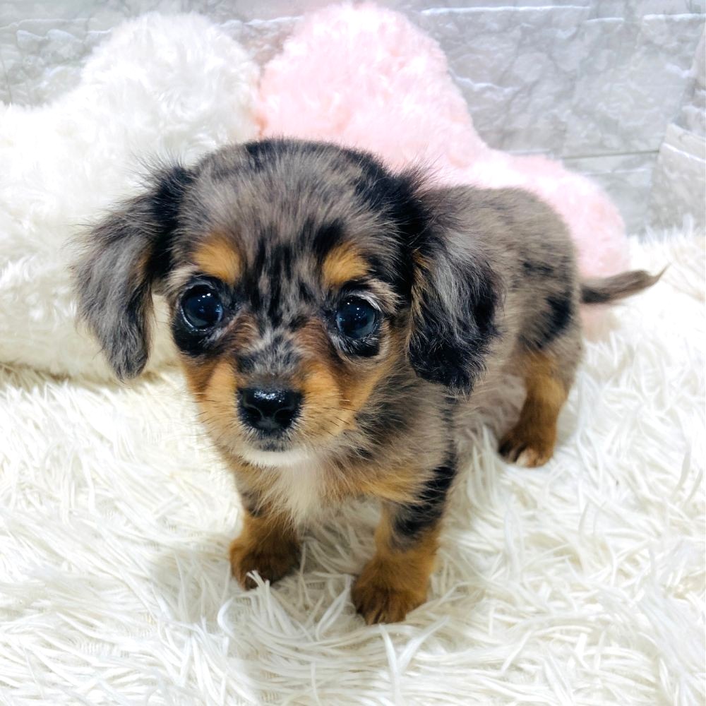 ハーフ犬女の子の写真