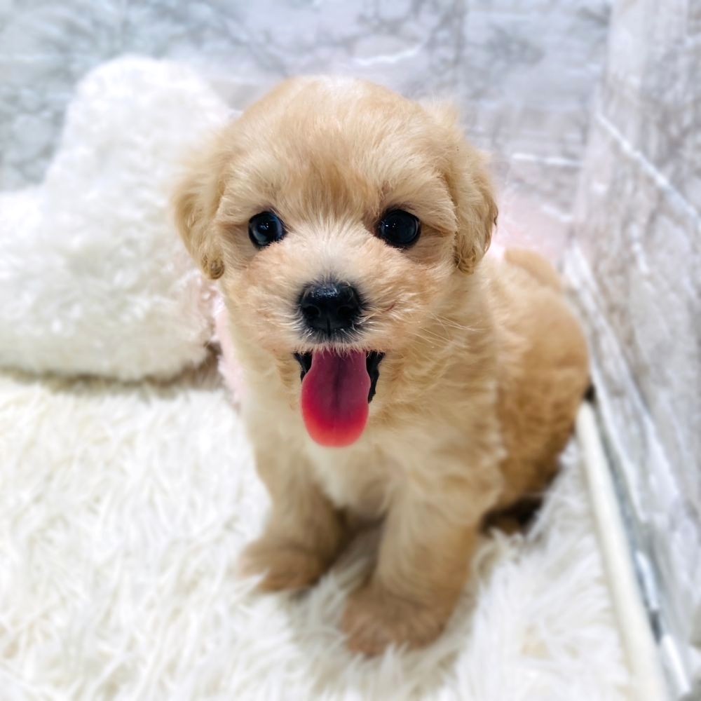 愛知県のマルプー(マルチーズ×プードル) (犬の家＆猫の里MiO香久山店/2026年3月11日生まれ/男の子/クリーム)の子犬の1枚目の画像