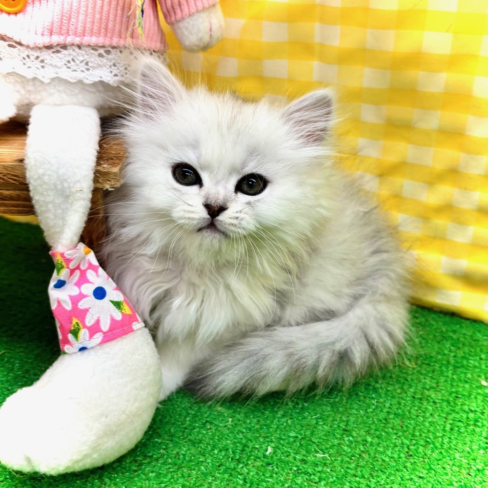 生体画像５