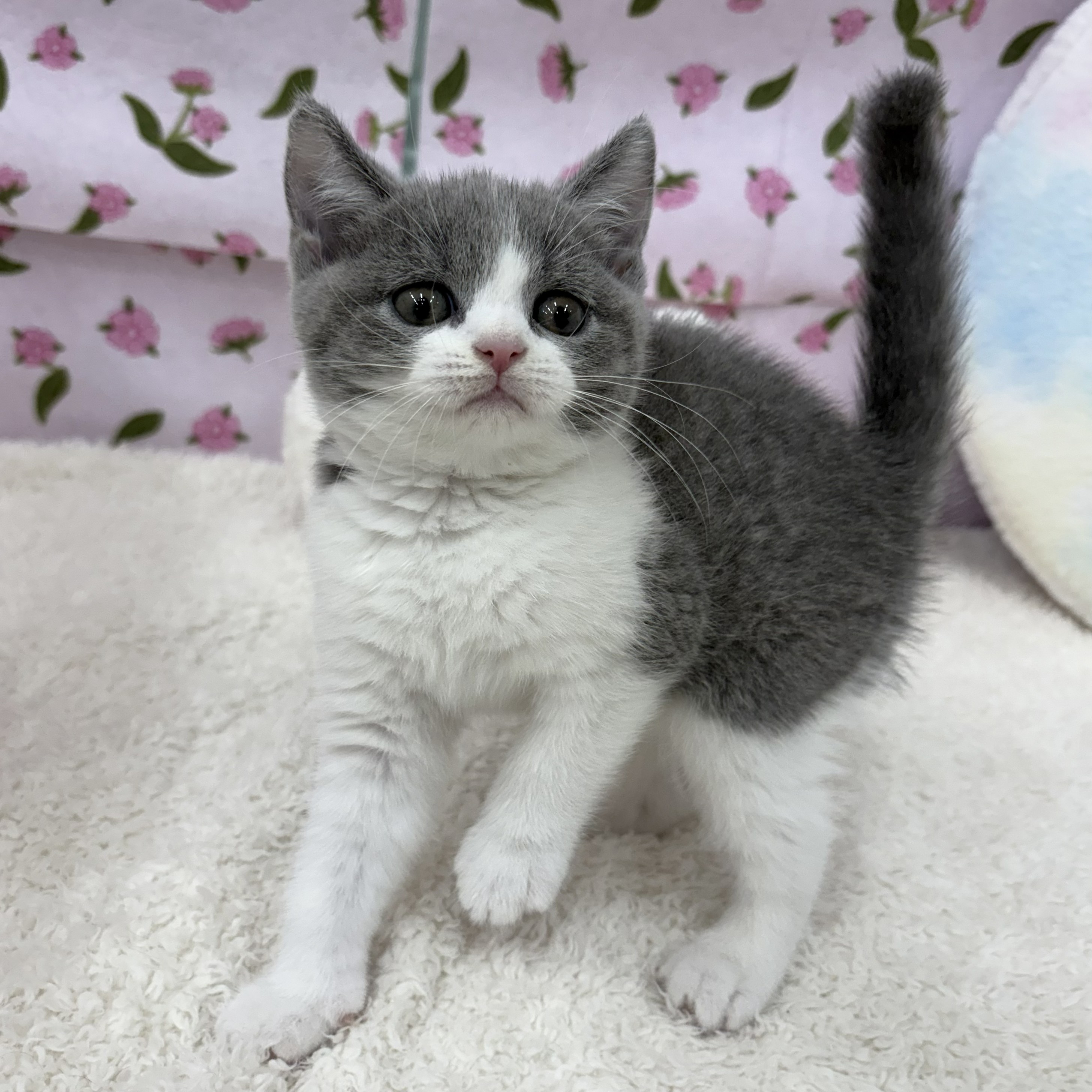 生体画像５