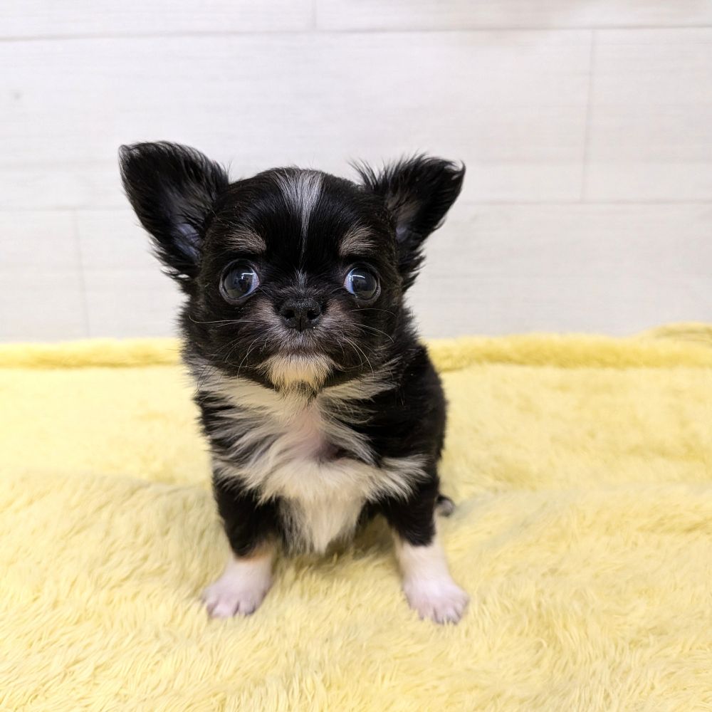 愛知県のチワワ(ロング) (犬の家＆猫の里碧南店/2026年3月11日生まれ/男の子/ブラックタンホワイト)の子犬の1枚目の画像